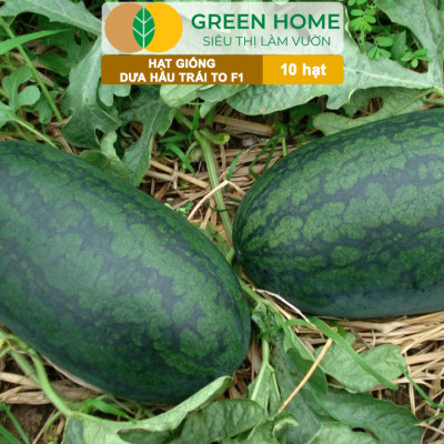 Hạt Giống Dưa Hấu Lai F1 Greenhome, Gói 10 Hạt, Dễ Trồng Quanh Năm, Nảy Mầm Cao, T26
