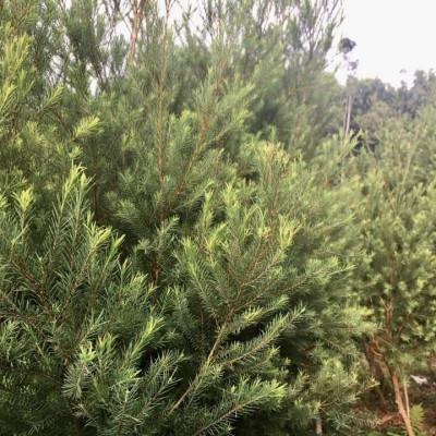 Tinh dầu Tràm Trà 50ml Mộc Mây - tinh dầu nguyên chất 100% từ thiên nhiên - chất lượng và mùi hương vượt trội