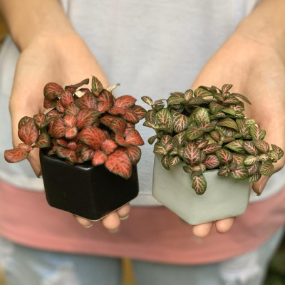 Chậu trồng cây cảnh hình lục giác