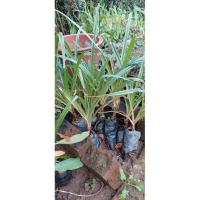 cây giống cây dứa dại