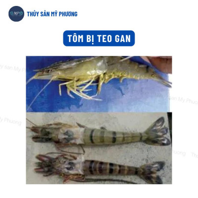 Ks gan đường ruột lò xo phân trắng đứt khúc gan vàng sưng mờ Sultrim xuất huyết sình bụng tôm thẻ cá lươn ếch ốc baba