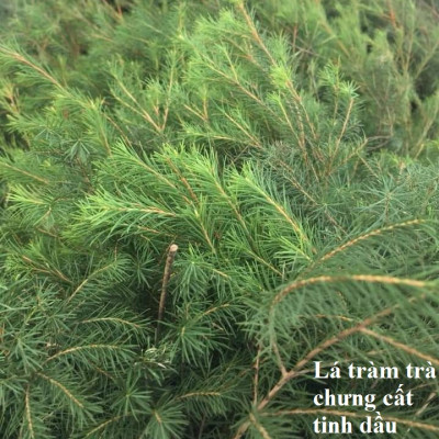 Tinh dầu Tràm Trà 50ml Mộc Mây - tinh dầu nguyên chất 100% từ thiên nhiên - chất lượng và mùi hương vượt trội