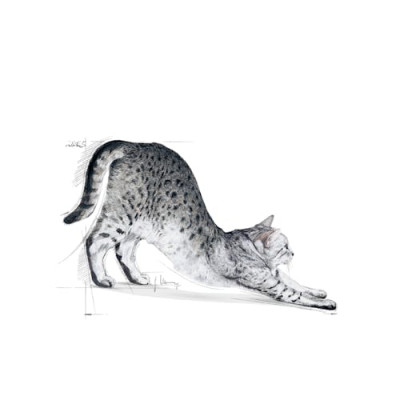 Royal Canin Indoor 27 Thức Ăn Hạt Mèo 1-7 Tuổi | Mèo Ít Vận Động [Dry cat food]