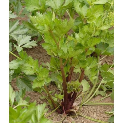 Hạt giống rau cần tây đỏ CT328 - Gói 0.5gram