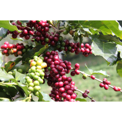 Cà Phê Rovina Gu Âu -  Pha Máy -  Gói 250gr ( Nguyên Hạt) Mùi Thơm Quyến Rũ, Đậm Đà Hương Vị Nhẹ Nhàng Trời Âu