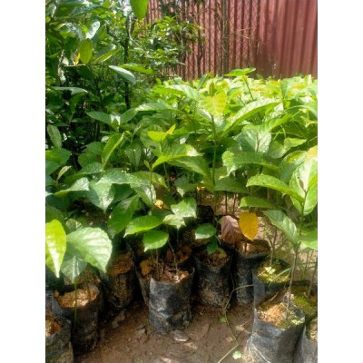 COMBO 2 CÂY GIỐNG CHAY NẾP RUỘT ĐỎ