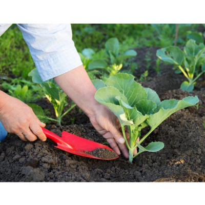 Bánh Dầu Đậu Phộng Nguyên Chất (Gói 1Kg) Phân Hữu Cơ Cho Mọi Cây Trồng