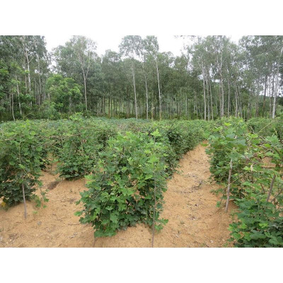 CÂY SẮN DÂY TA CAO SẢN- BẦU CÂY GIỐNG