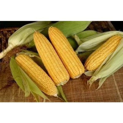 Hạt giống Bắp vàng Siêu ngọt (bắp ngọt vang mỹ ) Nova KNS36 - gói 50gram