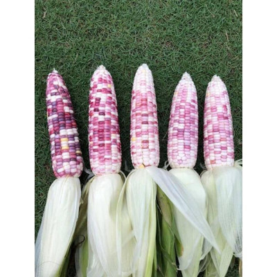 Hạt giống bắp nếp thái hồng nova KNS33 - Gói 50gram