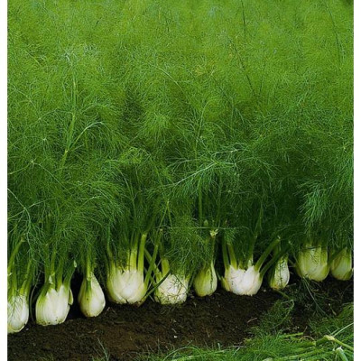 Hạt Giống Củ Thì Là ( Củ Hồi CT357 - Gói 50 hạt