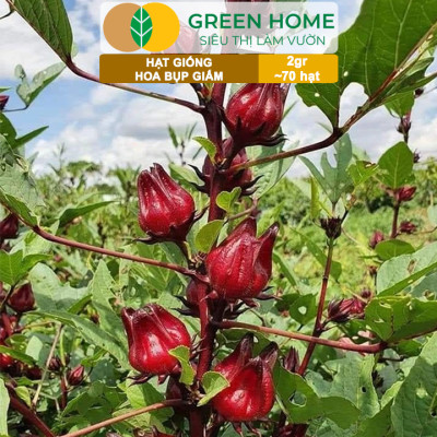 Hạt Giống Atiso Đỏ (Bụp Giấm) Greenhome, Gói 2gr~70 hạt, Dễ Trồng, Thu Hoạch Nhanh, Năng Suất Cao T20