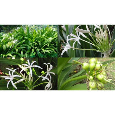 5 lá hoa náng trắng tươi nặn bong gân