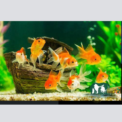 4 Gói Thức Ăn Cá Cảnh, cám Cá Koi hạt nhỡ 3mm (Cho cá size 8cm trở lên) - Nhanh lên size, lên màu, tăng cường sức đề kháng 500Gr 