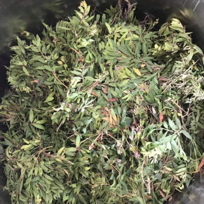 Tinh dầu Tràm Organic hữu cơ 100ml Mộc Mây - tinh dầu thiên nhiên nguyên chất 100% - dùng xông tắm ngừa cảm lạnh, giảm côn trùng cắn đốt cho Bé, Trẻ sơ sinh và Trẻ nhỏ | An toàn cho làn da nhạy cảm của Bé