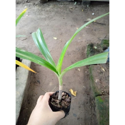 Combo 2 cây giống náng hoa trắng