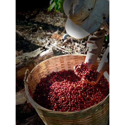 Azzan Aroma – AZA/ Cà phê pha phin Blend (Robusta & Arabica)