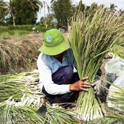 Tinh dầu Sả Chanh Organic 100ml Mộc Mây - tinh dầu nguyên chất từ thiên nhiên - Có kiểm định Bộ Y Tế, chất lượng và mùi hương vượt trội
