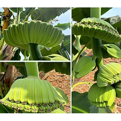 Hạt giống cây chuối bàn tay Phật - Bịch 10 hạt - Mã số 2000