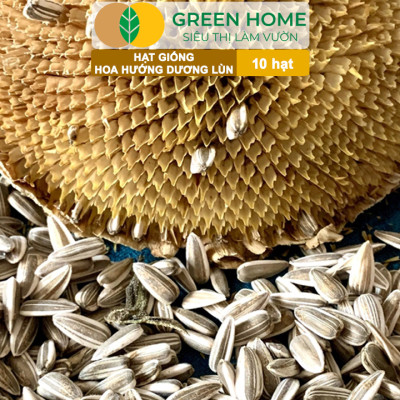 Hạt Giống Hoa Hướng Dương Greenhome, Gói 10 hạt, Sai Hoa, Màu Rực Rỡ, Dễ Trồng, Nảy Mầm Cao H03