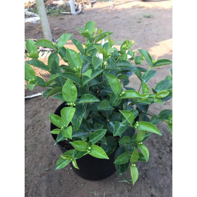 Mai Chỉ Thiên - cây cảnh trong nhà + Tặng phân bón cho cây mau lớn