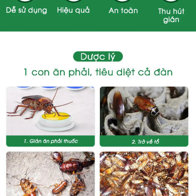 Combo 3 hộp viên diệt gián sinh học AMB, thuốc diệt gián Đức hiệu quả nhanh chóng, an toàn sức khỏe, hộp 8 viên