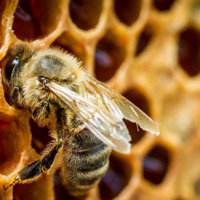 Xịt keo Ong Vitatree Super Propolis Spray Complex tăng sức đề kháng, kháng khuẩn, nấm, giảm viêm họng, ho, nhiệt miệng - QuaTangMe Extaste