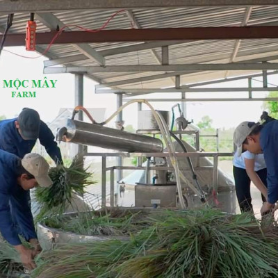 Tinh dầu Sả Chanh nguyên chất Mộc Mây - Xuất khẩu Châu Âu, xông phòng, khử mùi, thơm phòng, đuổi muỗi, thư giản