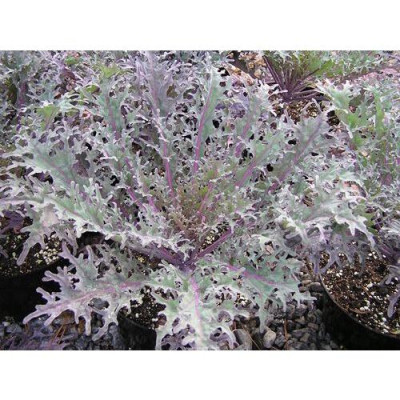 Hạt giống rau cải đuôi phụng đỏ CT343 - Gói 20gram