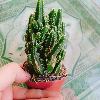 Xương Rồng Thanh Sơn - cây cảnh để bàn