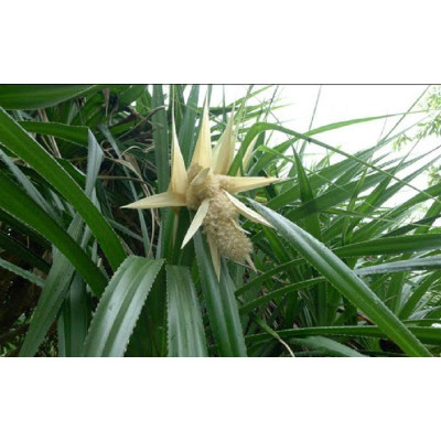 cây giống cây dứa dại