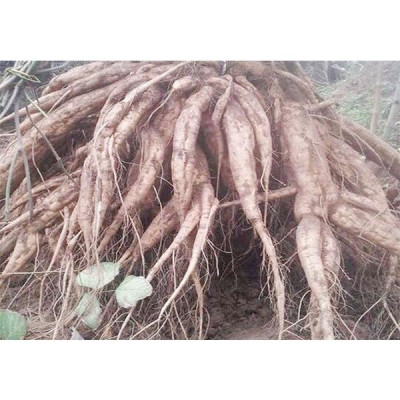 CÂY SẮN DÂY TA CAO SẢN- BẦU CÂY GIỐNG