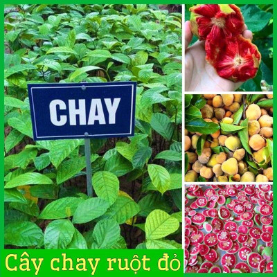 COMBO 2 CÂY GIỐNG CHAY NẾP RUỘT ĐỎ