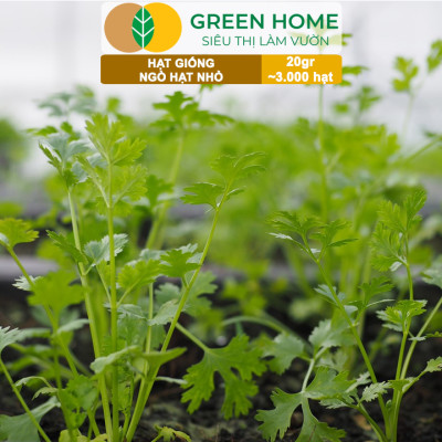 Hạt Giống Gia Vị Greenhome, Nhiều Loại, Trồng Chậu, Dễ Trồng, Chịu Nhiệt, Trồng Quanh Năm, Năng Suất