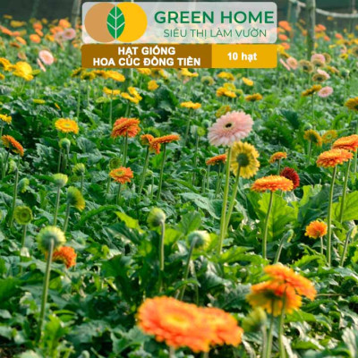 Hạt Giống Hoa Cúc Đồng Tiền Nhiều Màu GreenHome, Gói 10 hạt, Hoa Nở Rực Rỡ, Dễ Trồng Quanh Năm H17