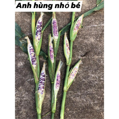 Hạt giống bắp nếp thái hồng nova KNS33 - Gói 50gram