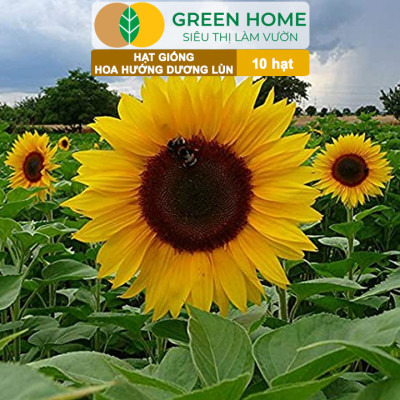 Hạt Giống Hoa Hướng Dương Greenhome, Gói 10 hạt, Sai Hoa, Màu Rực Rỡ, Dễ Trồng, Nảy Mầm Cao H03