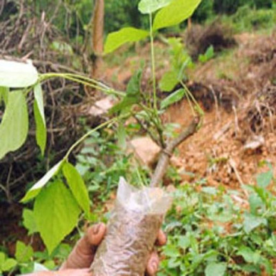 CÂY SẮN DÂY TA CAO SẢN- BẦU CÂY GIỐNG