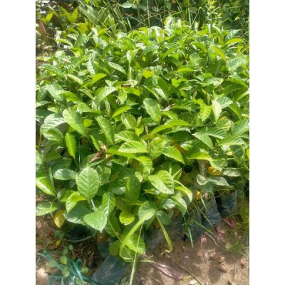 COMBO 2 CÂY GIỐNG CHAY NẾP RUỘT ĐỎ