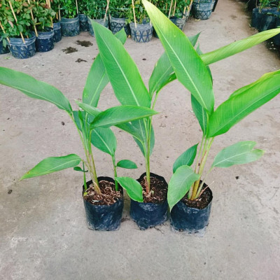 Cây chuối thiên điểu - cây chuối mỏ két