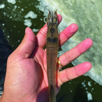 Kháng sinh chuyên trị ký sinh trùng cho tôm cá AQUA PRAZI (Dạng bột)