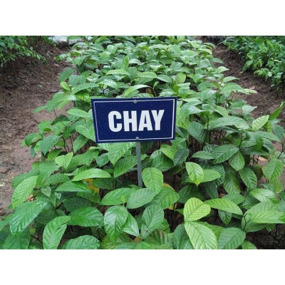COMBO 2 CÂY GIỐNG CHAY NẾP RUỘT ĐỎ