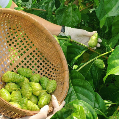 Combo 10 chai Nước cốt trái nhàu SK Noni Juice Premium 750ml