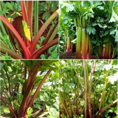 Hạt giống rau cần tây đỏ CT328 - Gói 0.5gram