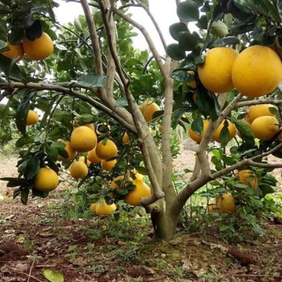 Tinh dầu Bưởi Chùm (bưởi Hồng, bưởi Úc) 50ml Mộc Mây - tinh dầu thiên nhiên nguyên chất 100% - chất lượng và mùi hương vượt trội