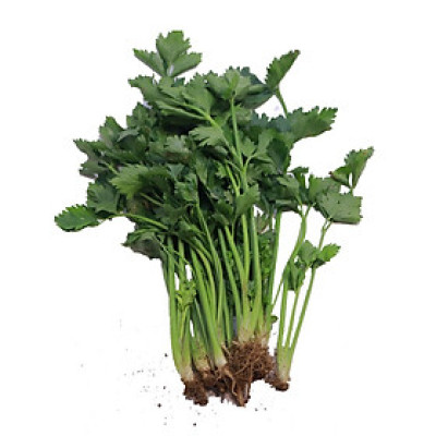 Hạt giống Cần tàu giống sinh trưởng khỏe nảy mầm tốt VTP30