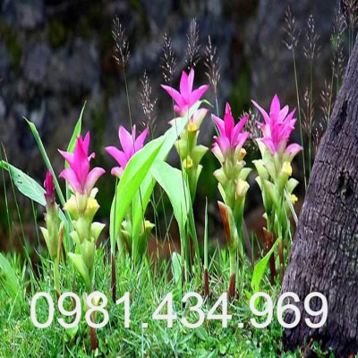 Nghệ Trắng Tươi 01Kg Chuẩn Rừng